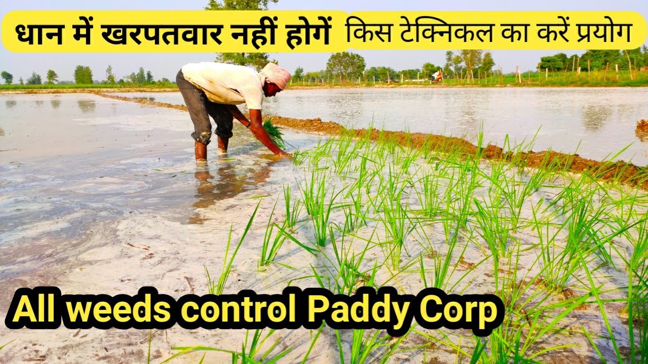 धान में होने वाले सभी खरपतवार नहीं होंगे क्या प्रयोग करें देखें वीडियो weeds control Paddy Corp