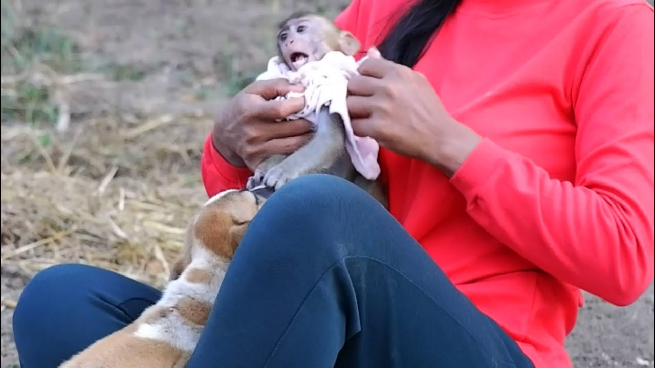 Poor monkey Annie scare the Kito puppy.