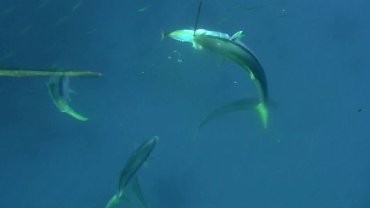 Kingfish vs Koheru