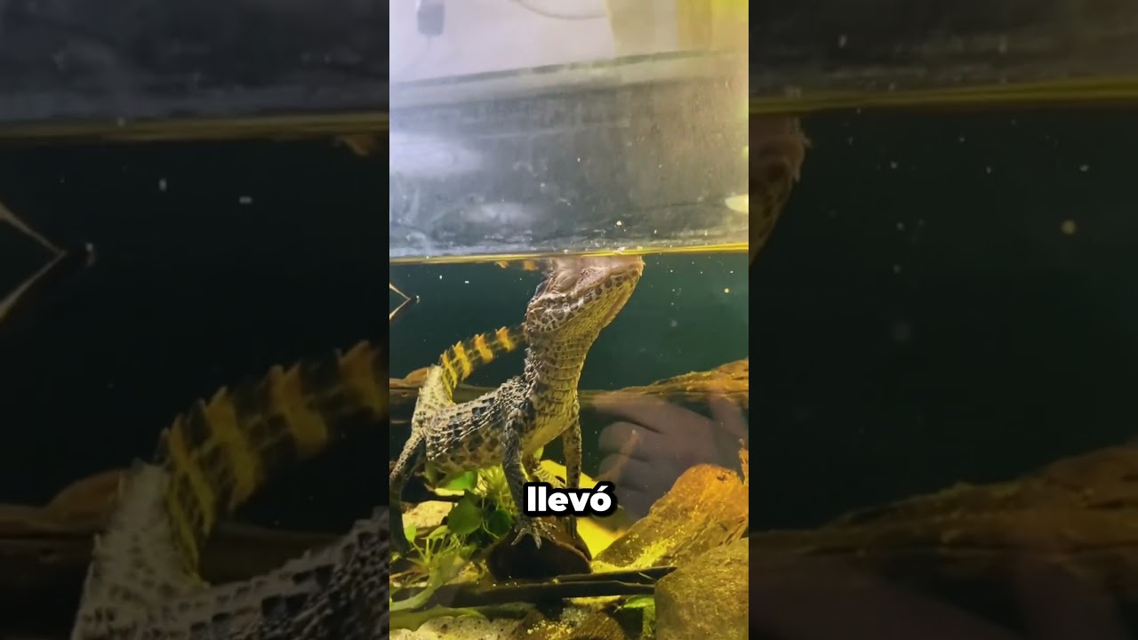 Este CAIMÁN fue abandonado… años después ocurrió lo IMPENSABLE