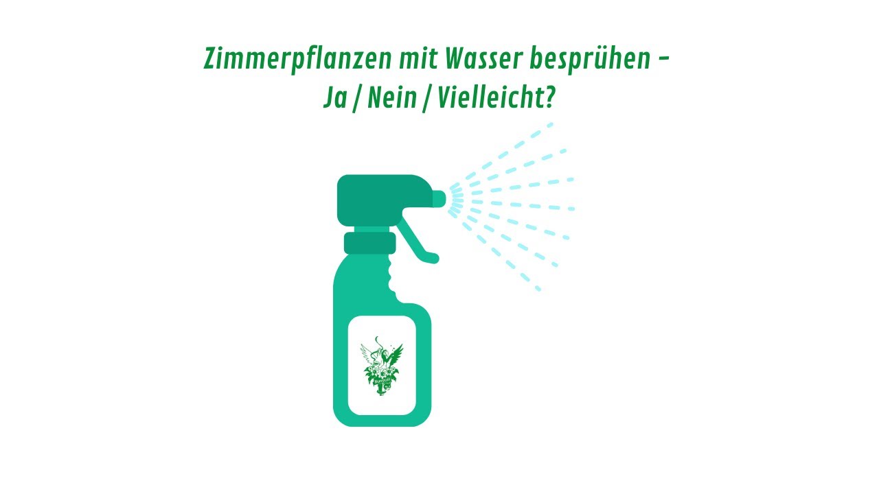 Zimmerpflanzen mit Wasser bespr&uuml;hen - Ja / Nein / Vielleicht?