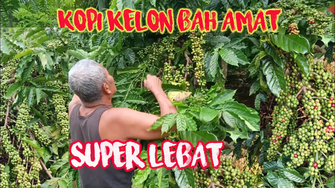 Review kopi kelon bah amat 