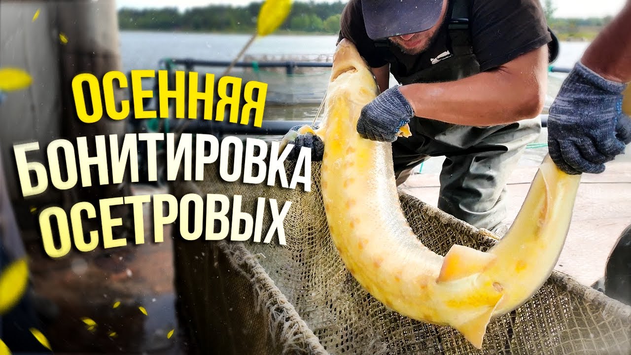 Осенняя бонитировка осетровых