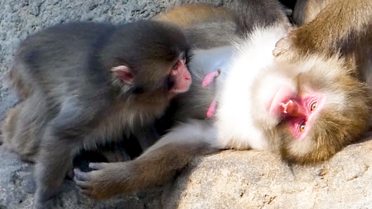 Punch, Raised by Humans, Sees a Nipple for the First Time