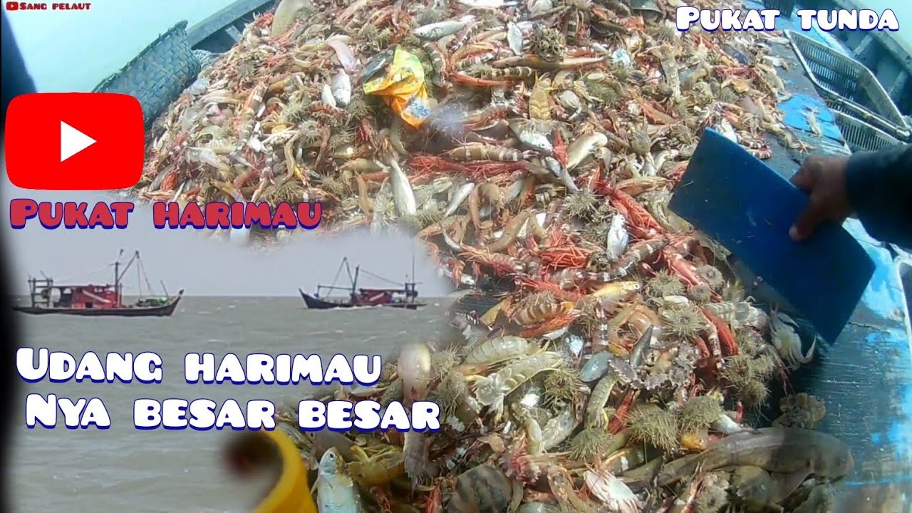 udang harimau nya besar besar 🍤🍤🍤 hasil tangkapan nelayan pukat tunda #trawlshrimp