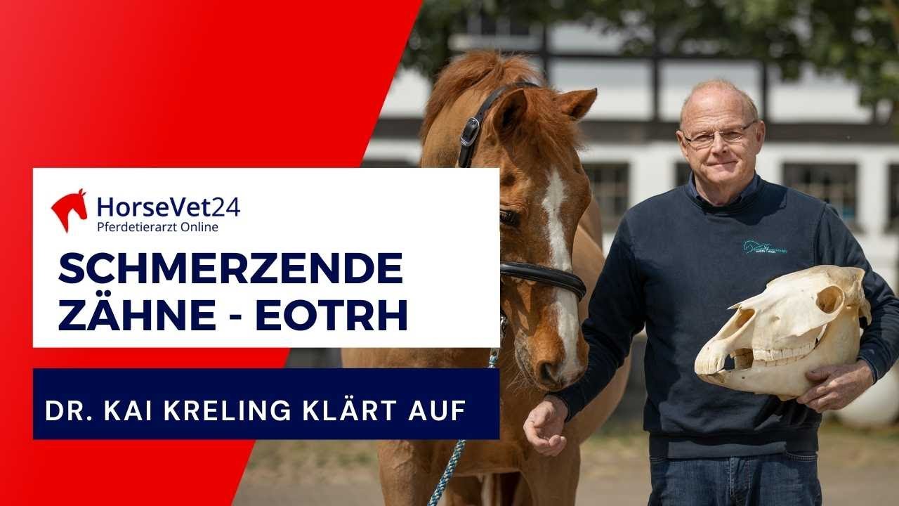 EOTRH beim Pferd, wenn die Zähne schmerzen. EOTRH erkennen