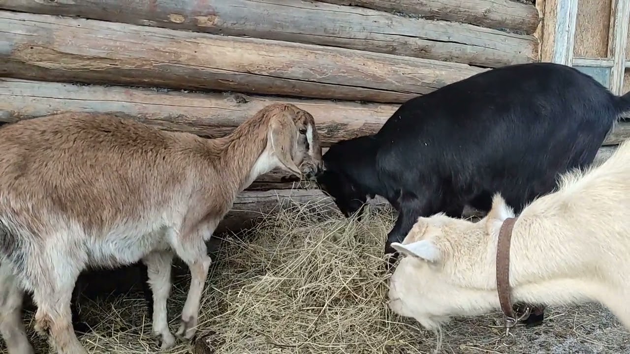 Замораживать ли молоко на период запуска коз.Где лучше жить в доме или в квартире?