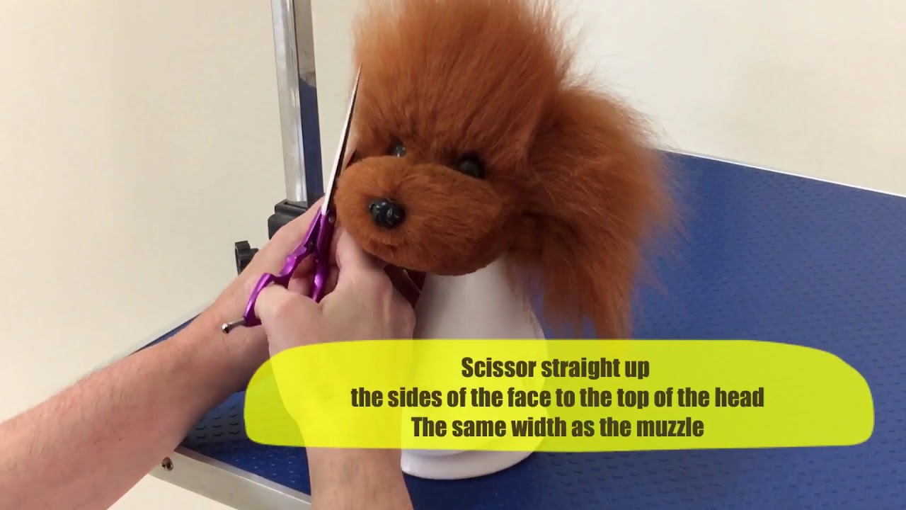 Opawz Model Dog Head styled in Asian inspired teddy Bear Head