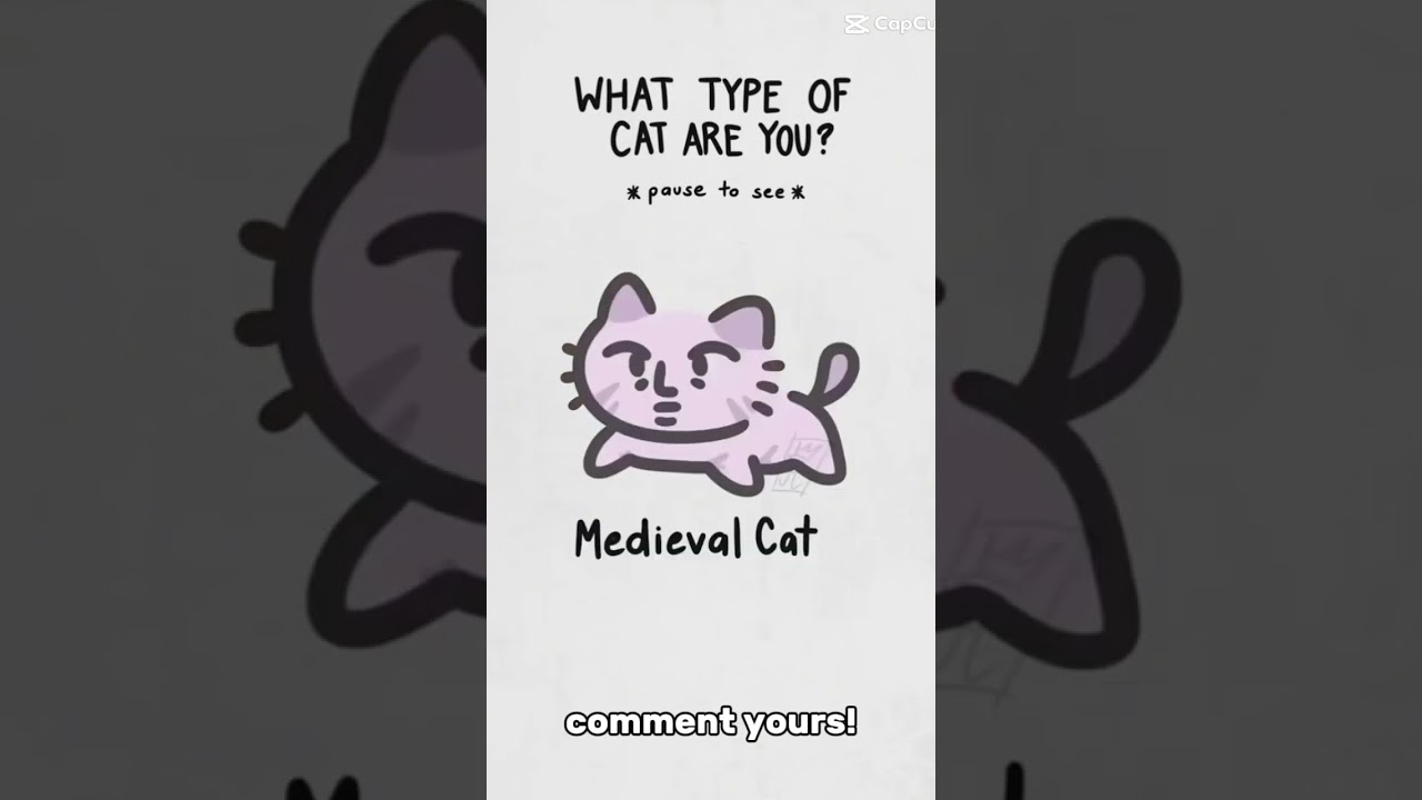 What cat did u get?!?! 