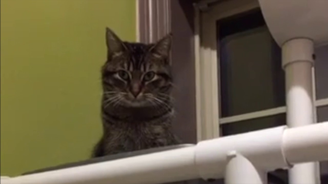 Sevro, Thistle & Victra - Caring for Cats No Kill Animal Shelter Minnesota