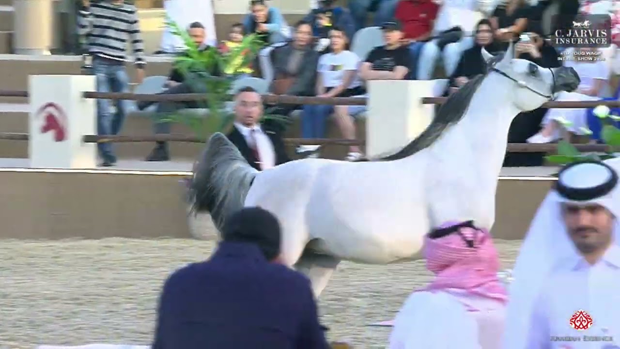 N 4 TM BELLA   4th Souq Waqif International Arabian Horse Show 2023   Fillies 2 Years Old Class 1A