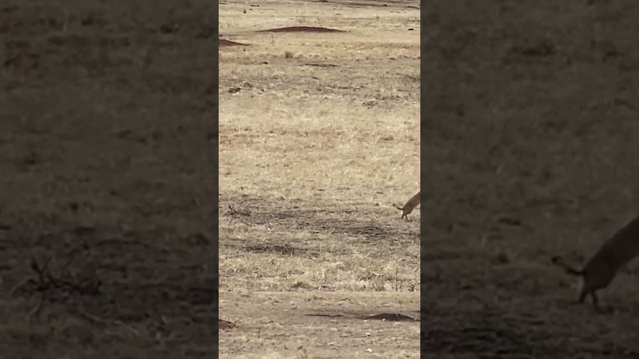 Prairie Dogs in Wind Cave National Park #hikingadventure #blackhillssouthdakota