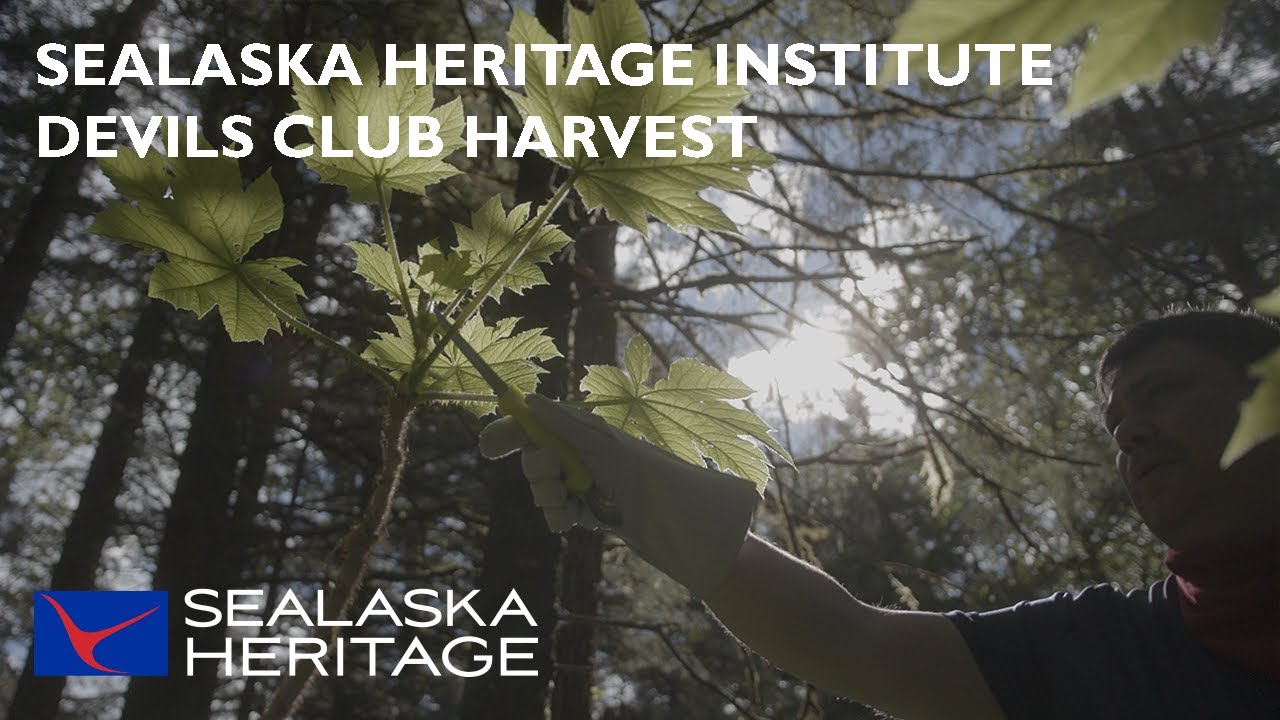 SHI Devils Club Harvest