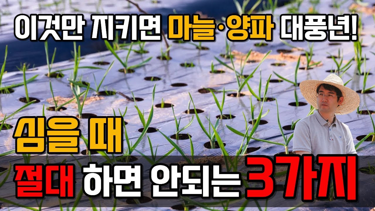 마늘 양파 심는시기&middot;심는방법 | 반드시 지켜야 할 3가지와 절대 하지 말아야 할 3가지