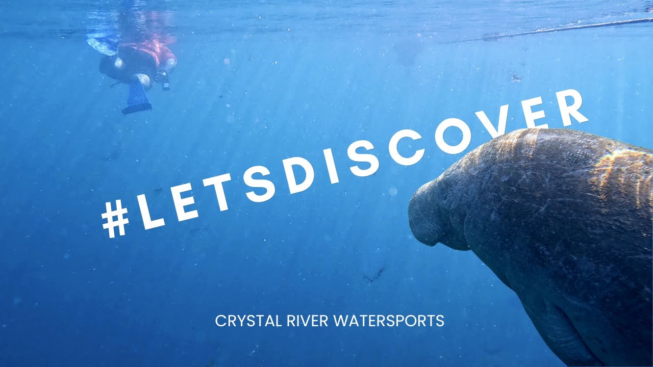 #LetsDiscover GOREGEOUS manatees and MASSIVE tarpon in Crystal River, FL!!
