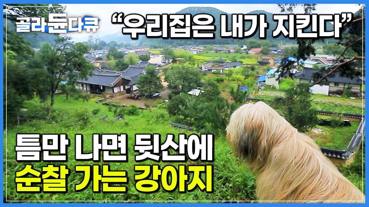 바쁘다 바빠! 긴 털 휘날리며 매일 마을 뒷산에 올라 순찰 도는 강아지┃귀신과 액운은 쫓아내고 집과 재물 지킨다는 한국 토종견 삽살개┃아주 각별한 기행┃#골라듄다큐