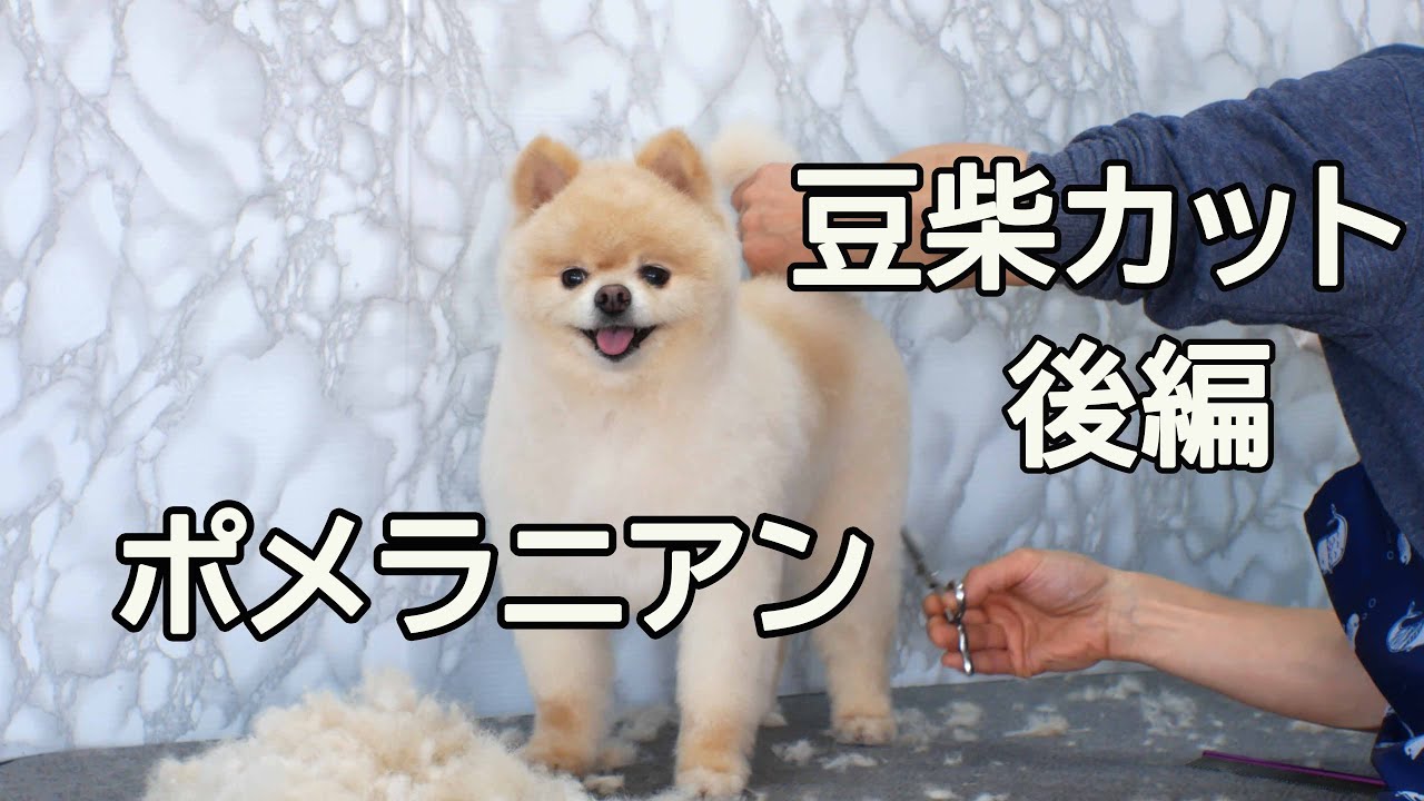 Pomeranian Grooming （たぬきタイプ）ポメラニアンの豆柴カット（後編）