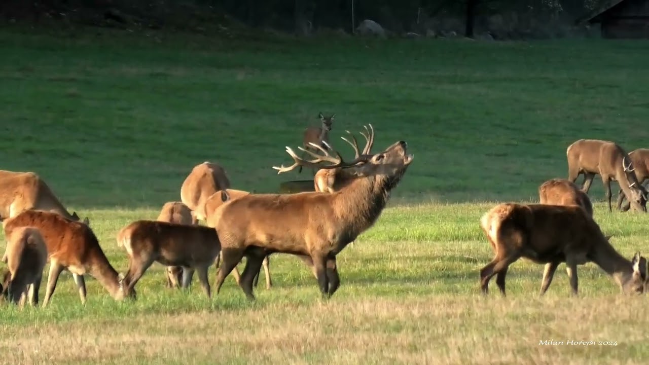 Jelení říje 2024  RED DEER RUT