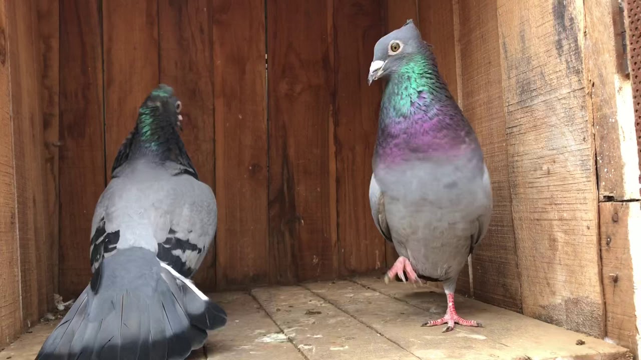 Most Beautifull pigeons