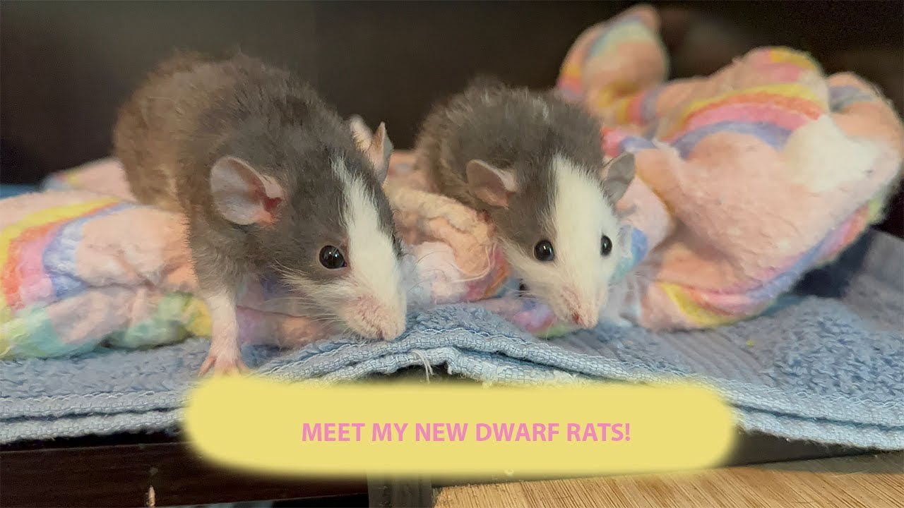 Adopting 2 Dwarf Rats!