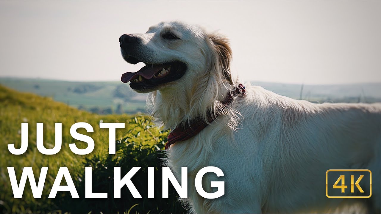 A Warminster Hill | 4K Dog Walk