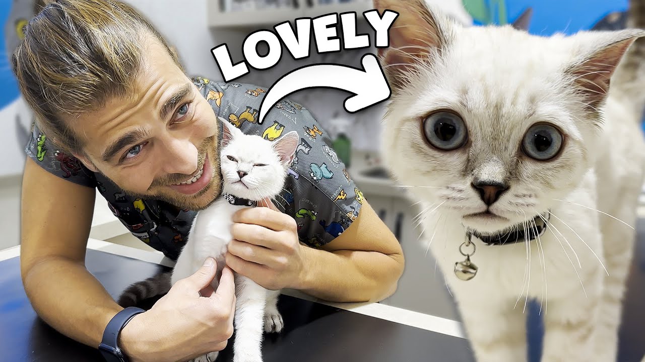 Котенок любит, когда его держат на руках! (Первая вакцинация котенка)