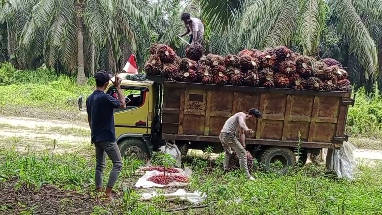Rido roman awal mula muat mobil 09 muat buah jumbo ?