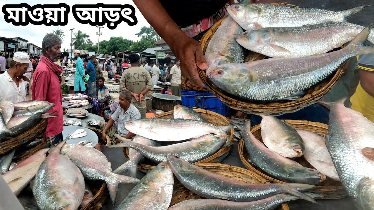 পদ্মার বড় বড় সাইজের ইলিশ মাছ কতটা সস্তায় বিক্রি হচ্ছে (মাওয়া ঘাট) দেখুন | Mawa fish market