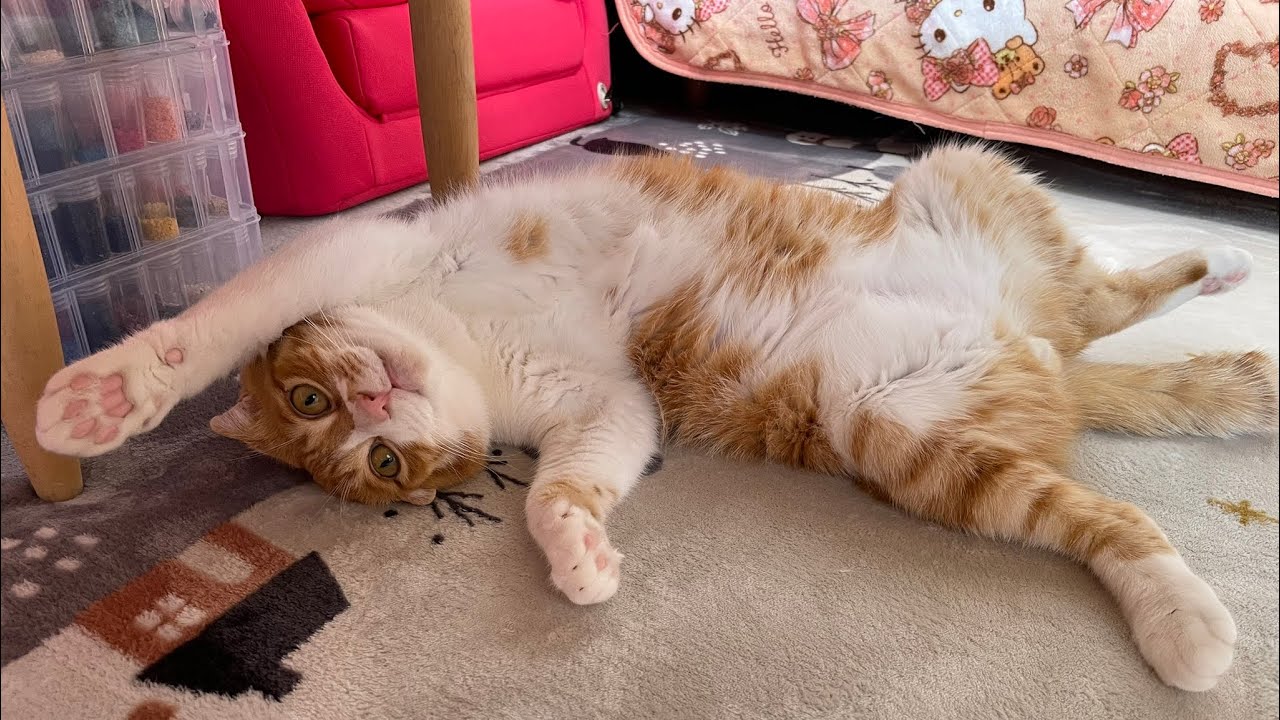 スコティッシュメルルとキャッチボール！