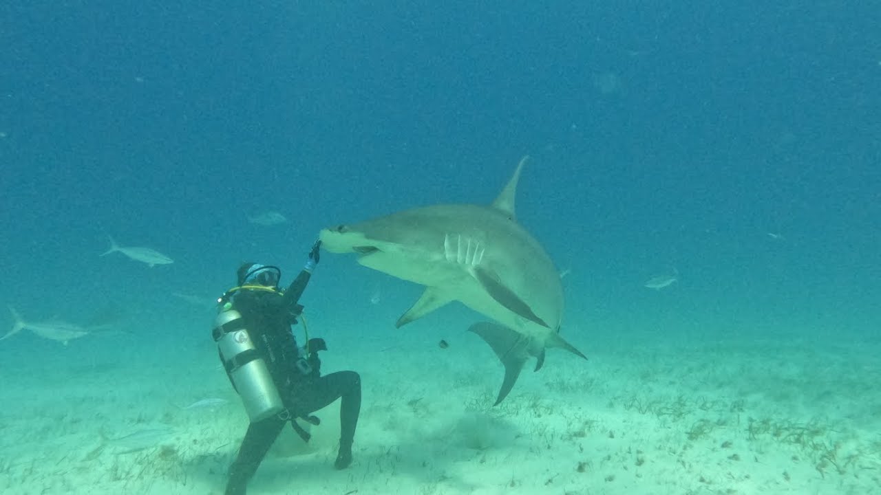 Hammers 🔨 and tigers 🐅 in Bimini 2.9.2026