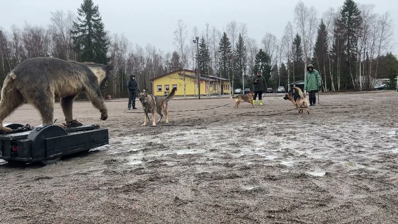petotesti, karhutesti, saksanpaimenkoira, oulunsalo, beartest, beardogs, dogtraining