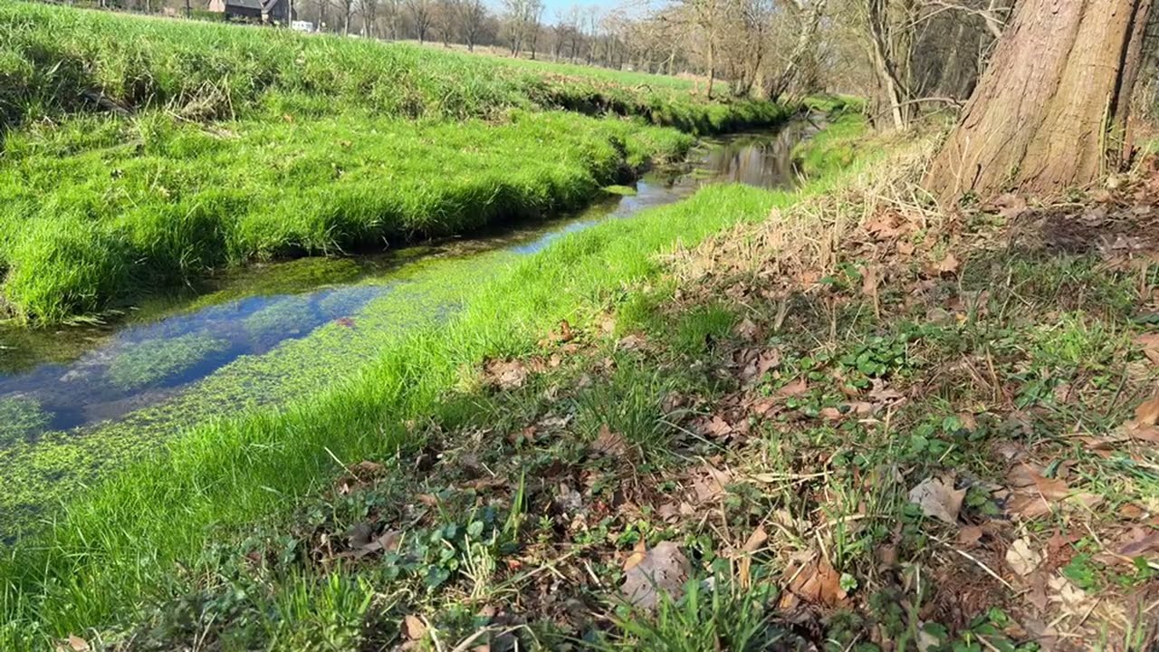 Ich beobachte den Beginn des Frühlings am Bach #deutschland #nature #subscribe #tree #spring #green 
