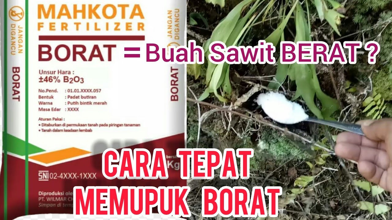 Cara Memupuk BORAT Pada Tanaman Kelapa Sawit