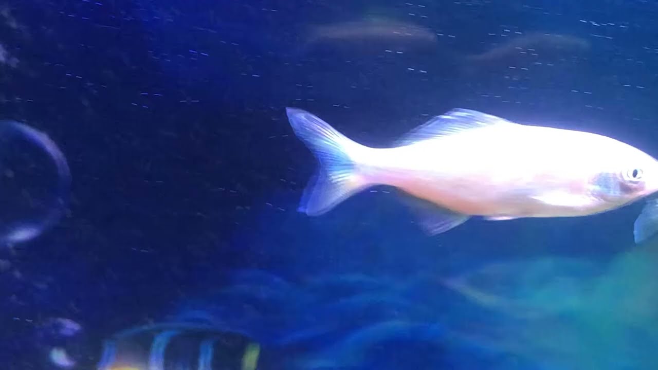 Bengal Danio