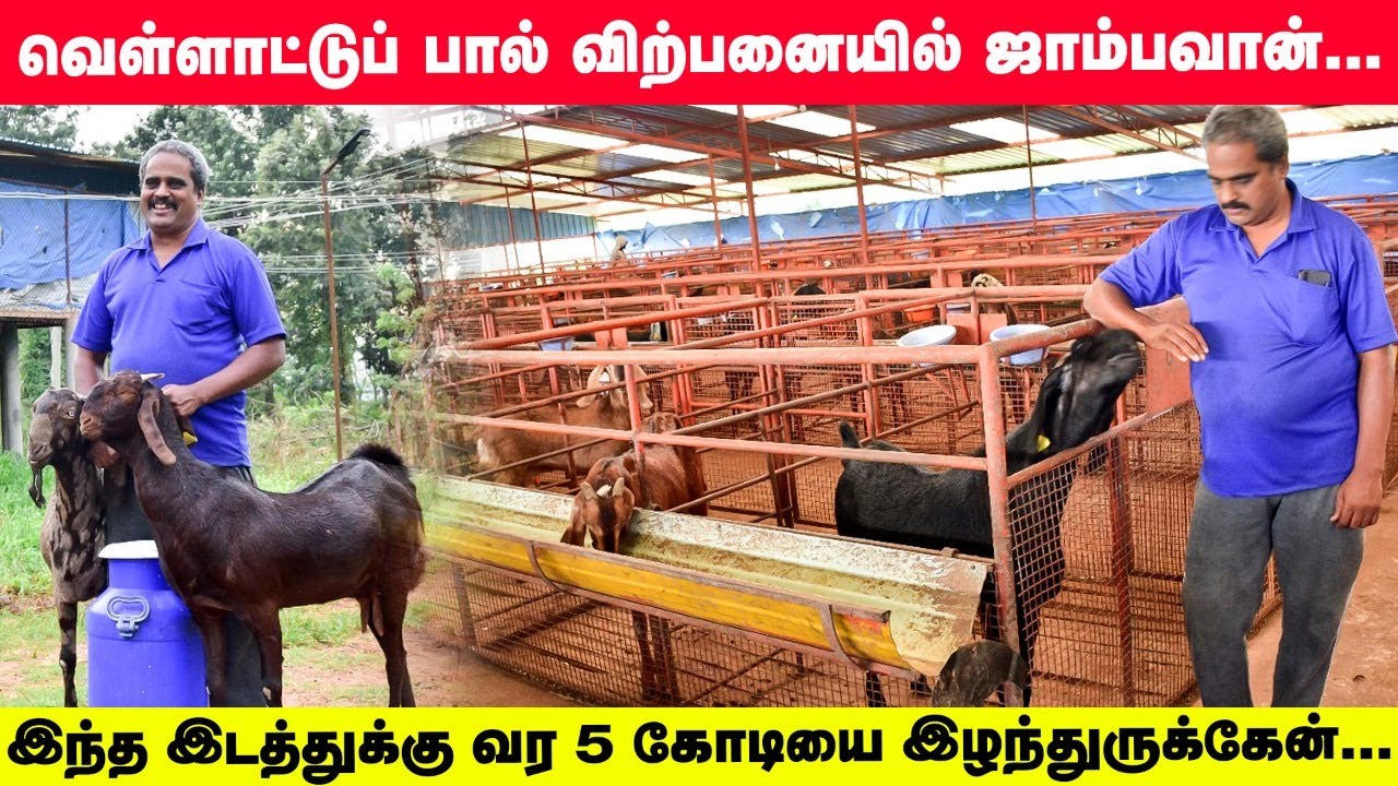 வெள்ளாட்டுப்பால் விற்பனையில் டான் | வெற்றிக்கொடி நாட்டியது எப்படி? | Pasumai Vikatan