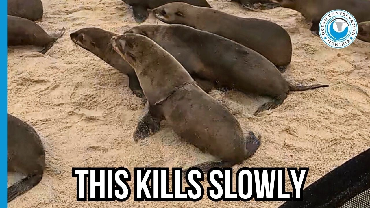 We Almost Missed This Entangled Seal!