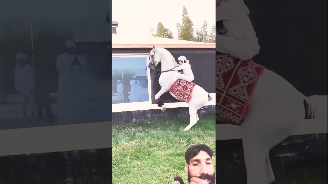 white Arabian horse riding training zuljinah horse baby horse riding 