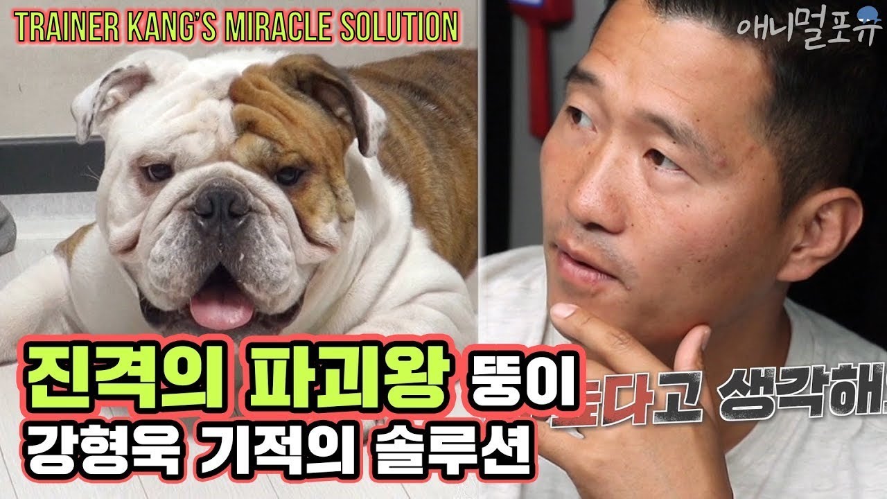 [ENG CC] 진격의 파괴왕! 뚱이를 하루 만에 완벽하게 훈련시킨 개통령 강형욱 [개는 훌륭하다]