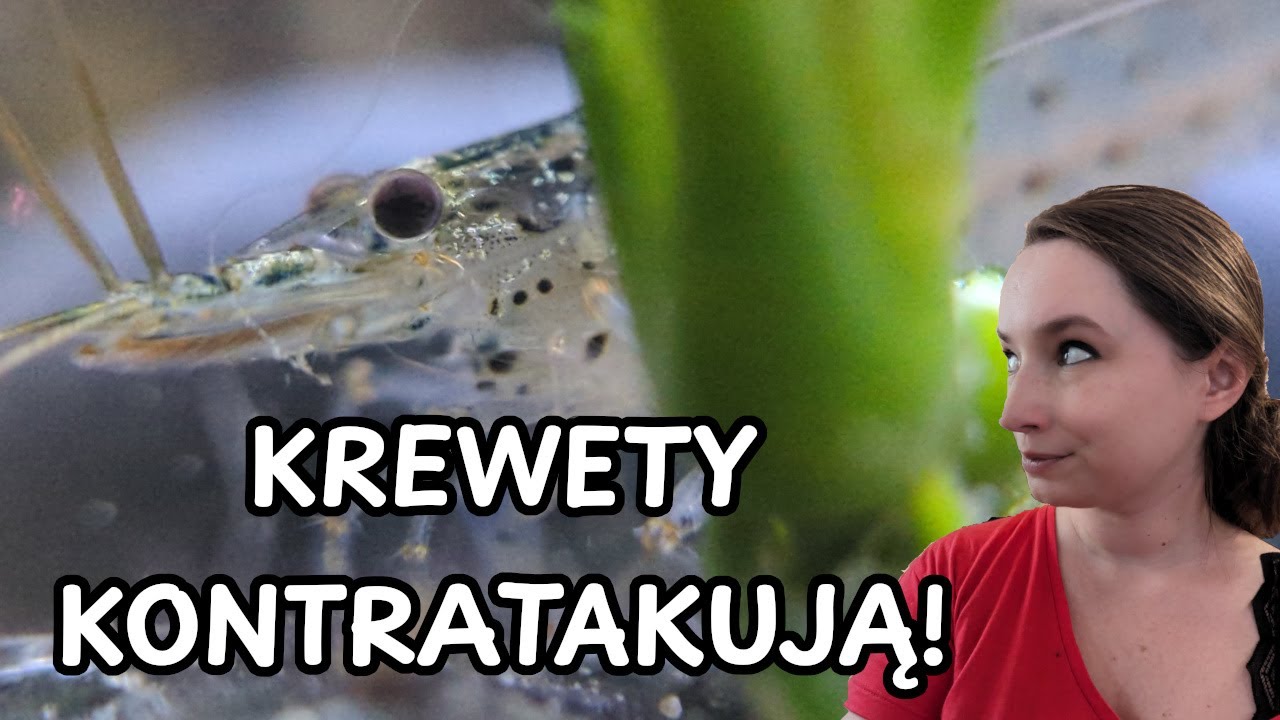 Креветки АМАНО!