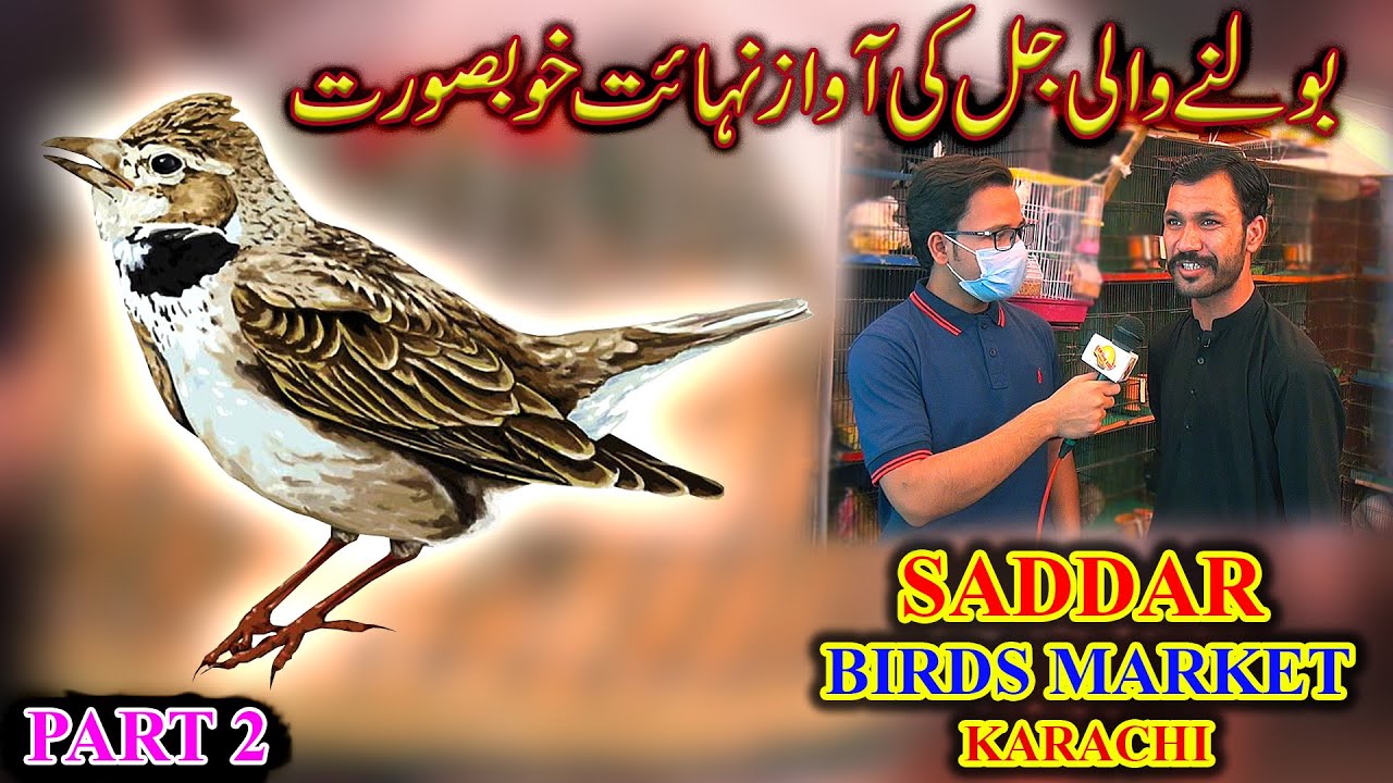 Saddar Exotic Birds Market Part 2 Singing Bush Lark Partridge Bulbul Falcone Black Francolin Birds