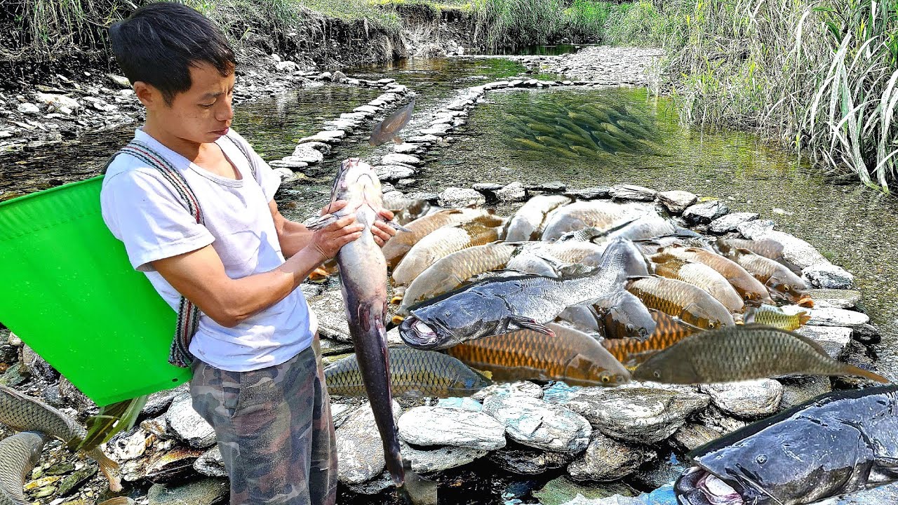 Fishing Skills. A Man's Lucky Day as He Catches Many Giant Catfish.