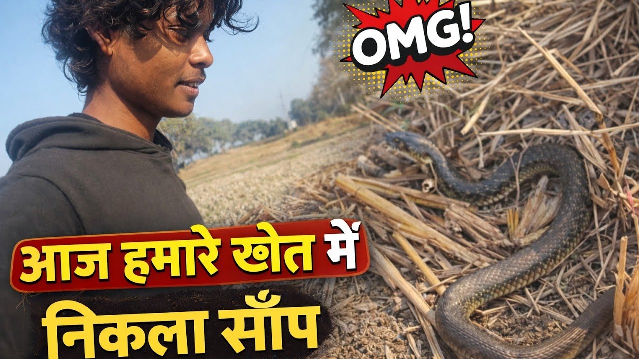 #to Aaj hamare khet mein nikla snakes 🐍😱