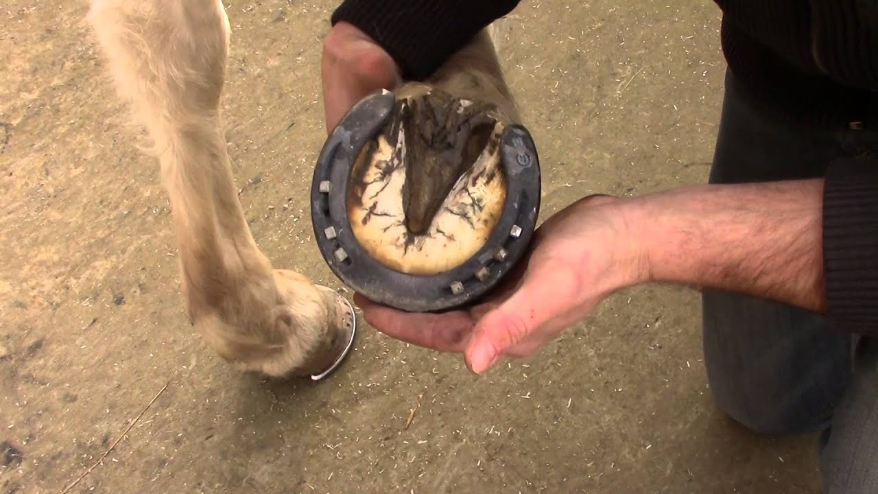 Soin fourchette sabot cheval