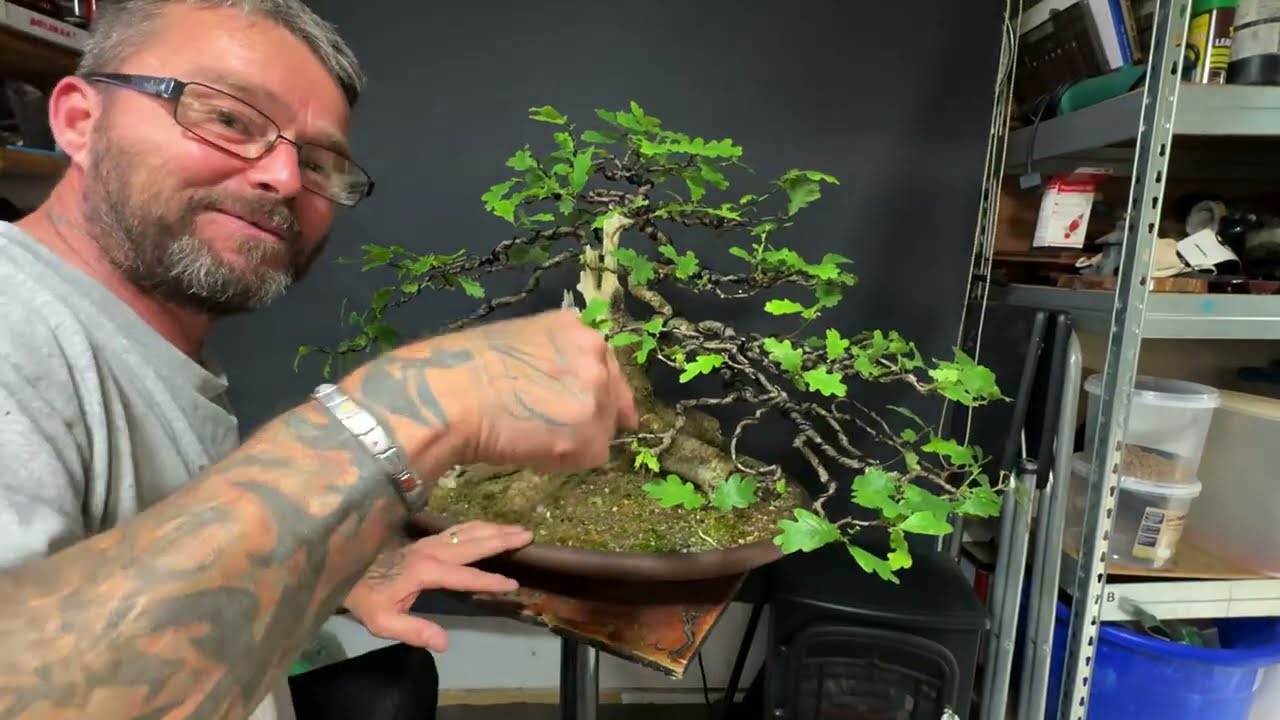 Defoliating My Overgrown English Oak Bonsai And Wiring - Part Two