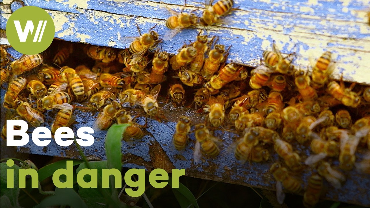 The negative effects of human activity on bees | Master of Bees (Argentina)