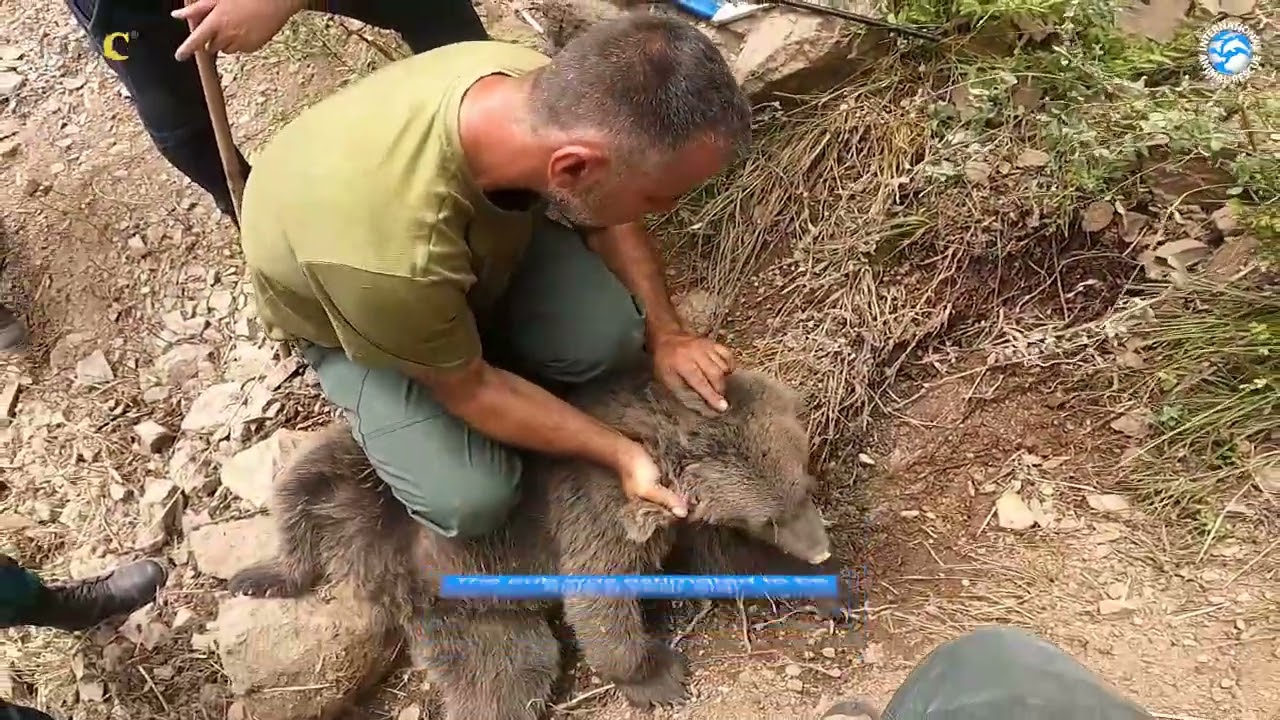 Amazing Rescue And Translocation OF A TRAPPED BEAR CUB!