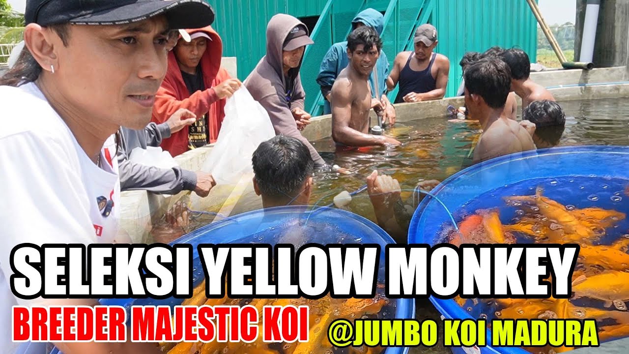 Gimana Kalau Di KC?? Yellow Monkey Dari Majestic Diseleksi Oleh Semua Tim Jumbo Koi Madura