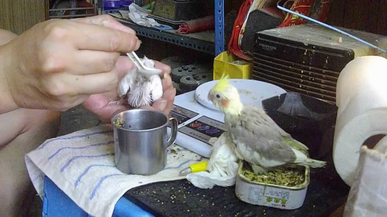 玄鳳幼幼剛抓出不大會吃的時候怎辦