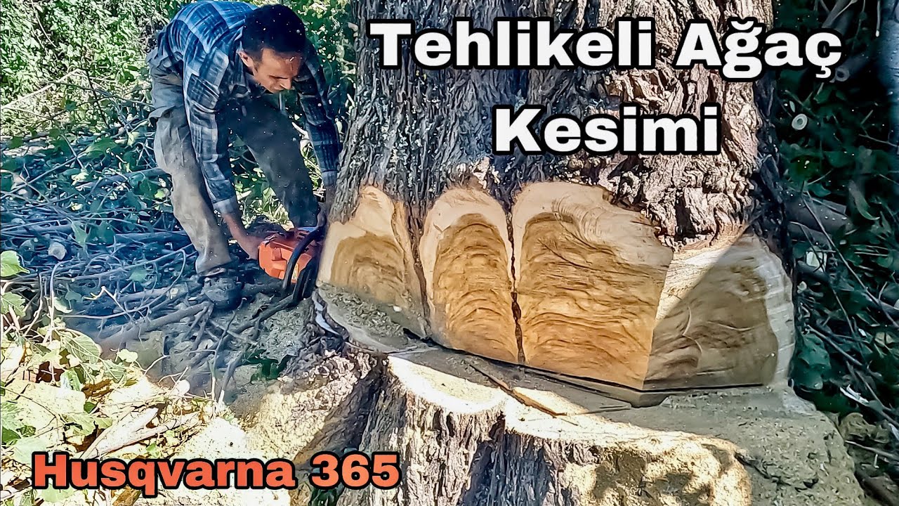 DEVASA AĞAÇ KESİMİ - EFSANE HUSQVARNA 365 MOTORLU TESTERE