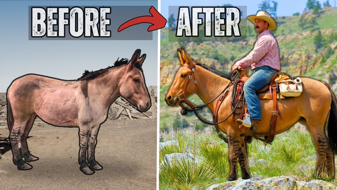 This Abused MULE Got A Second Chance! 